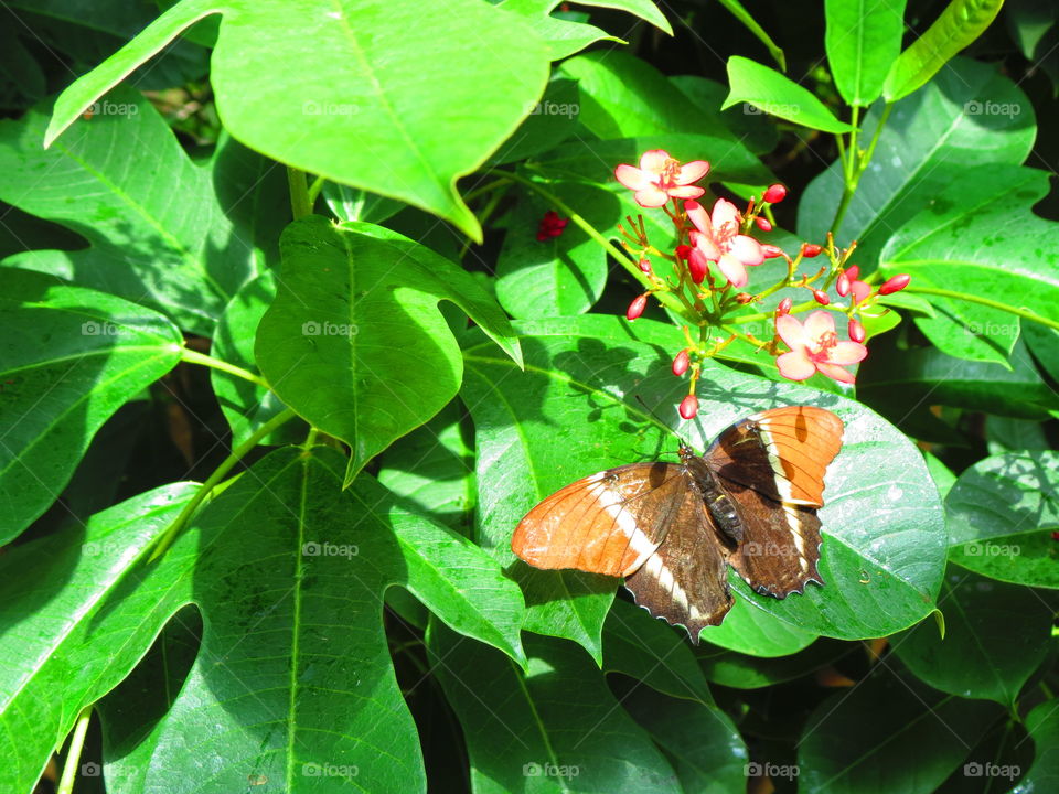 Butterfly in a garden background.