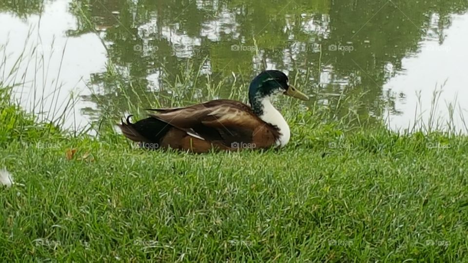 Curly Tail Duck 2