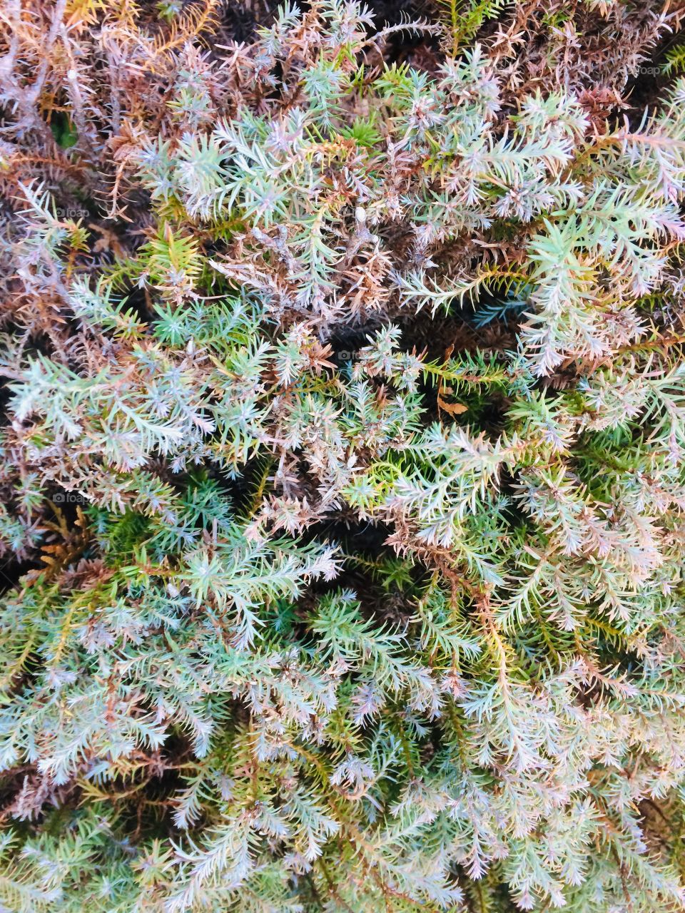 Pine tree close up