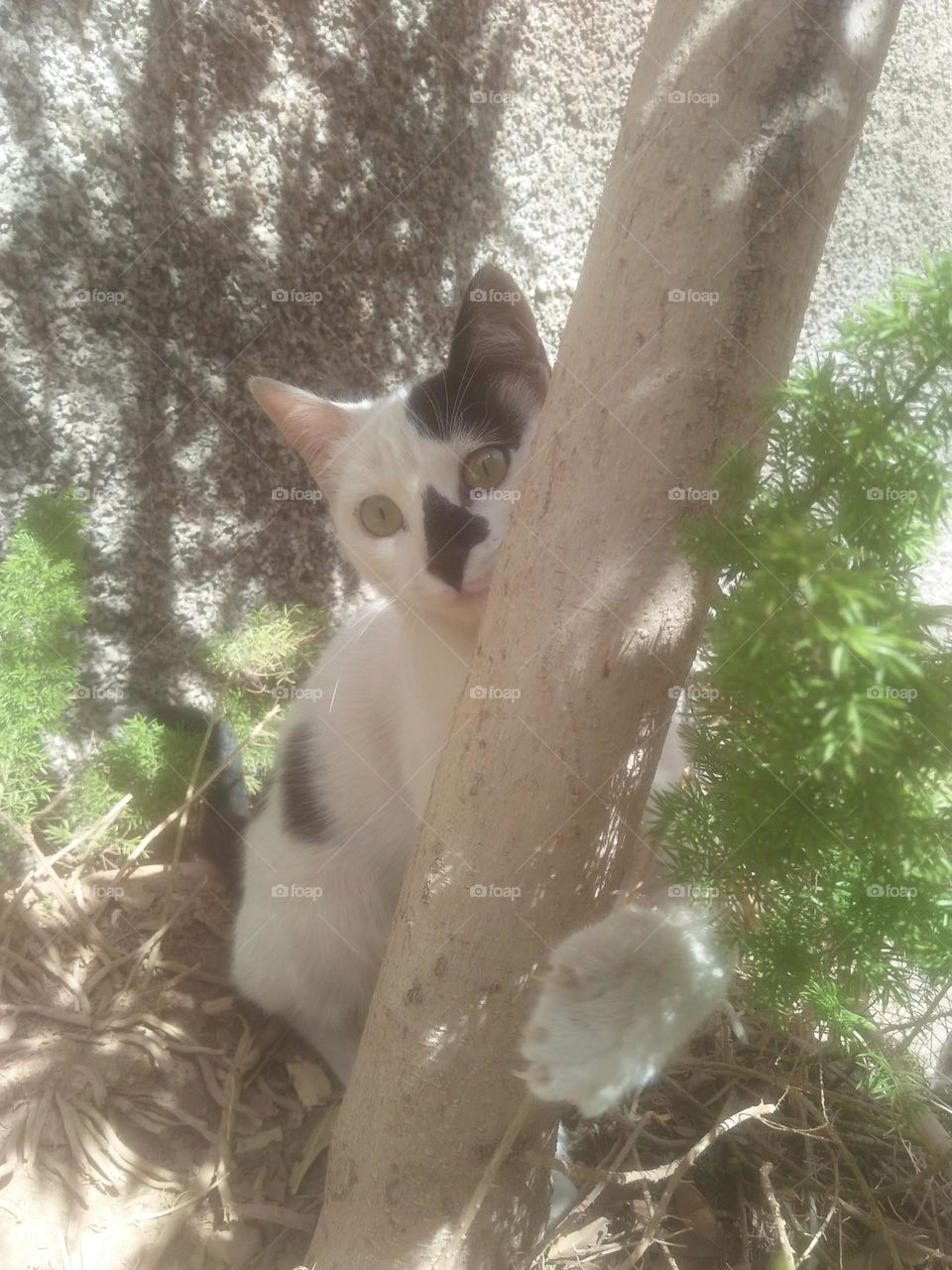 Beautiful cat looking at camera.