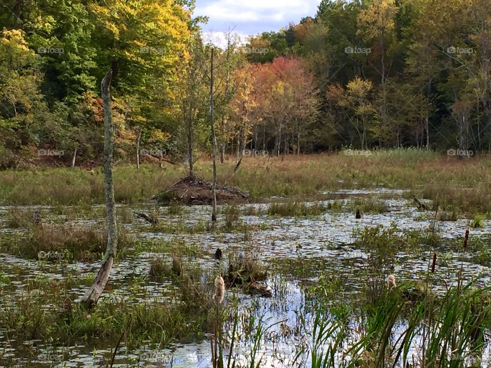 Beaver lodge in pond. This picturesque little pond is home to a beaver who's lodge can be seen in the center right of this photo.