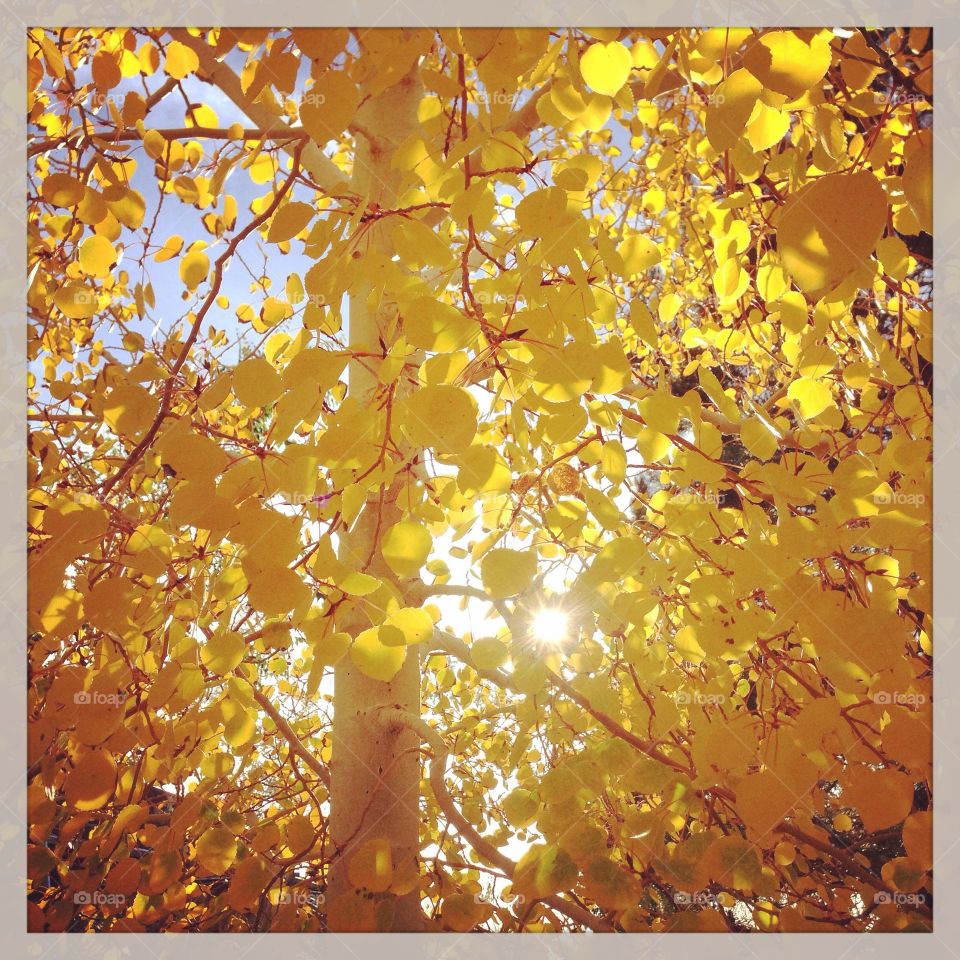 Golden Leaves. Beautiful golden Aspen leaves in autumn