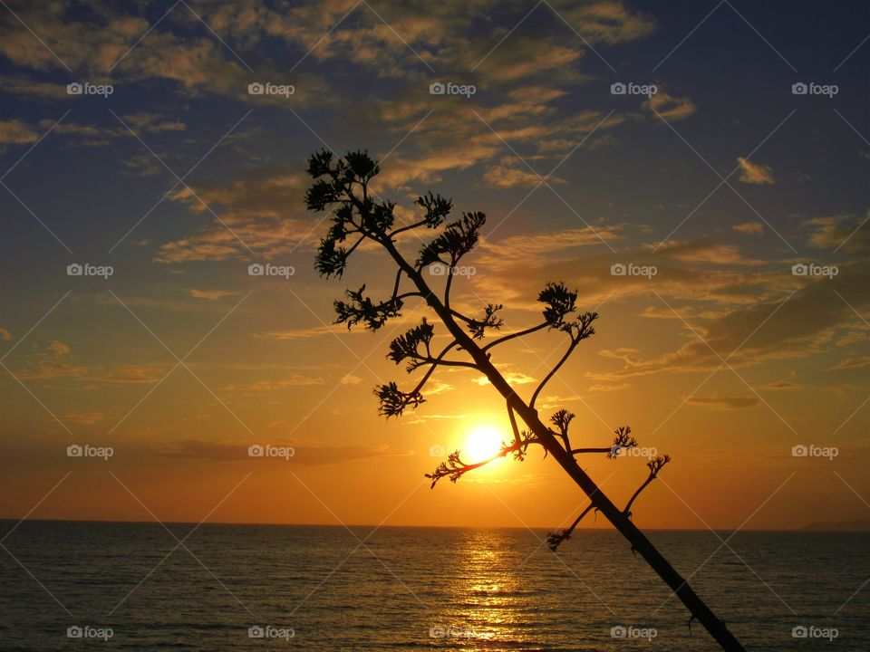 Sunset over Palinuro ( Italy ) with Agave.