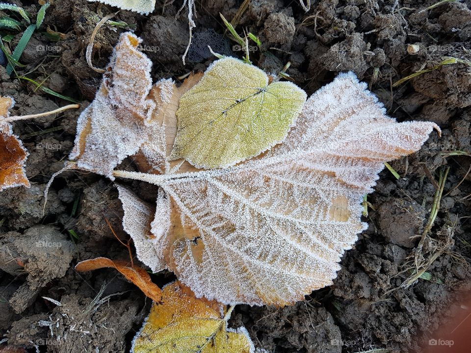 First frost