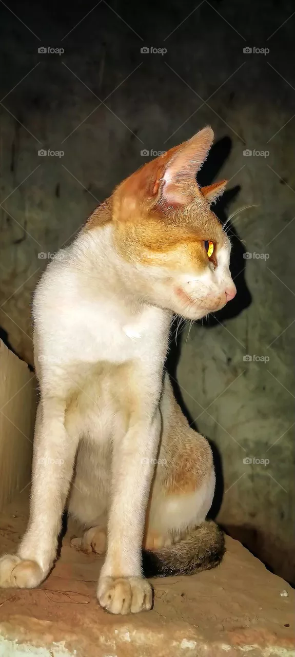 Cat Animal