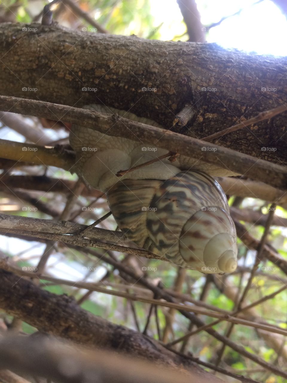 Large Snail in a Tree