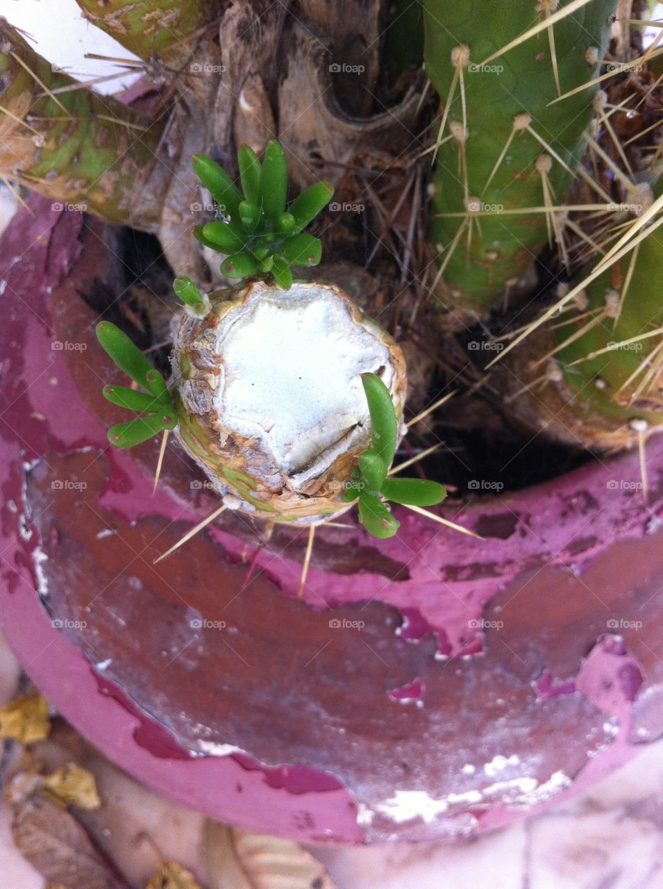 Cactus. Cactus In The Alentejo garden