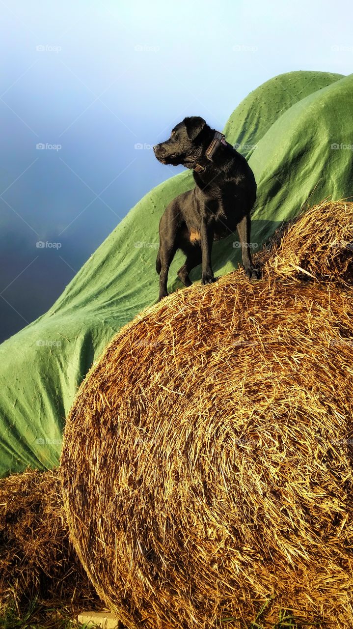 enjoy the Moment with my Dog