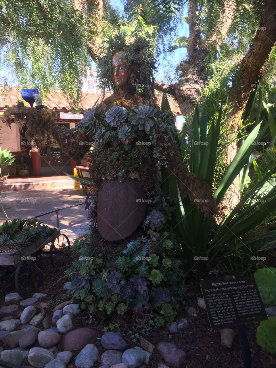 A rusting metal statue of a woman surrounded by plants stands next to a Pepper tree to honor  the Pico pioneer family who were some of the first to migrate to Old Town.