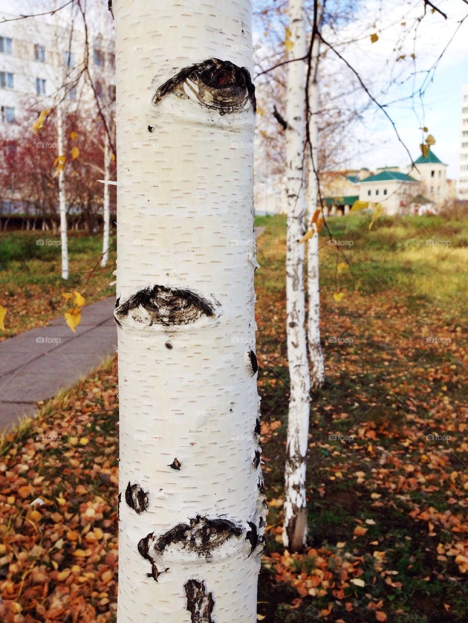 tree trunk with eyes