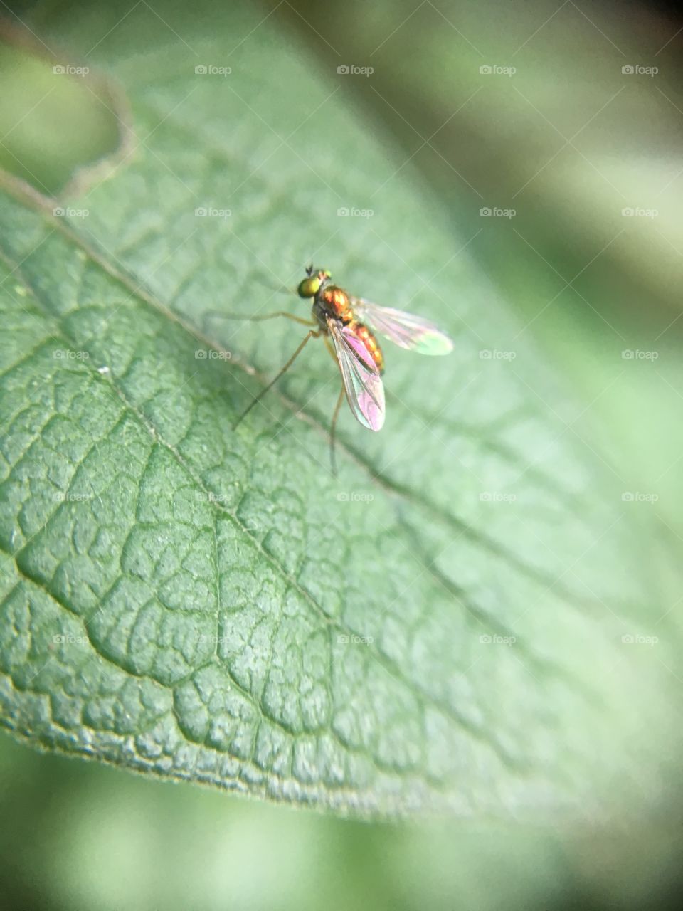 Tiny scintillating  fly in sunshine