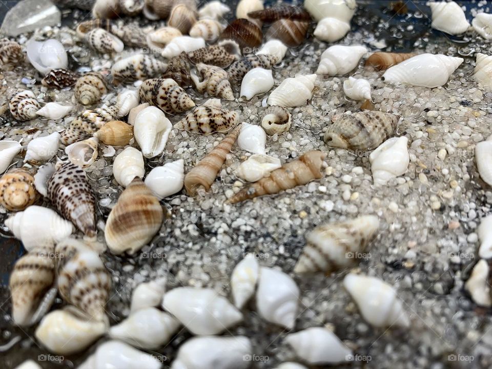 seashells