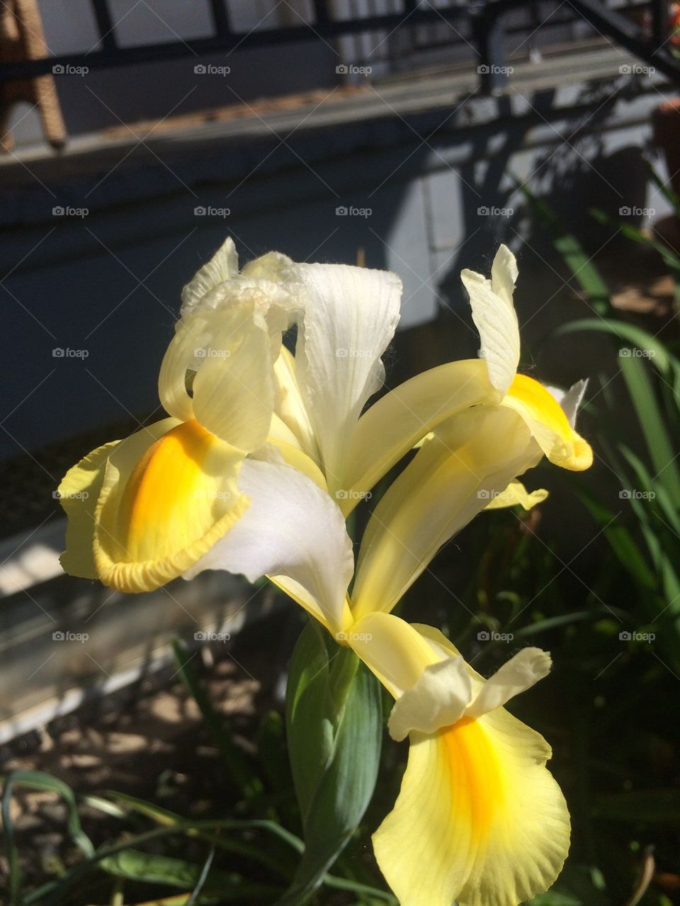 Yellow and white Iris 