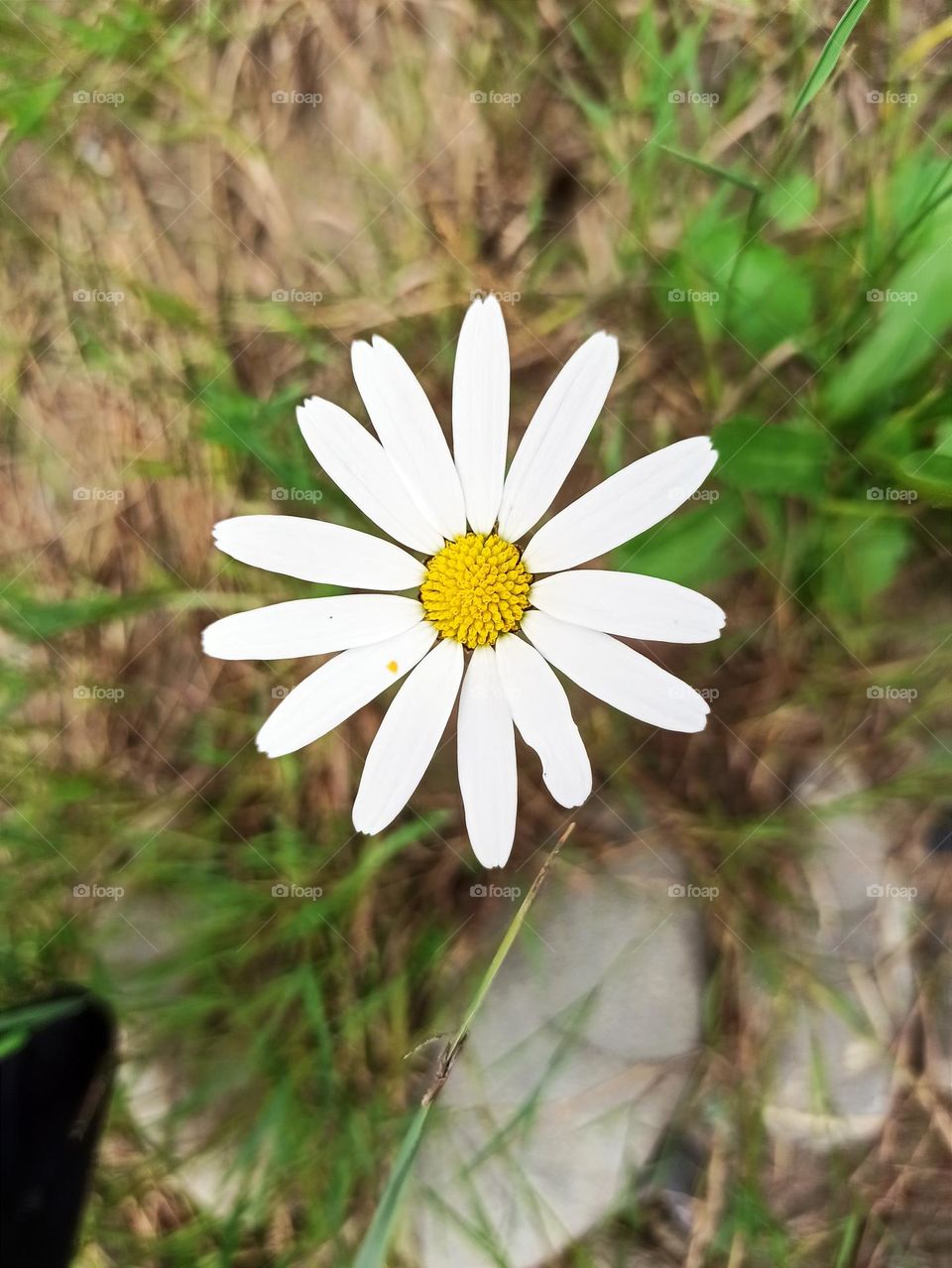 Your favourite travel destination
My beloved Carpathians. Green flower meadows. Cows with bells around their necks. Unforgettable trip across Ukraine. Mountains Dragobrat. Magnificent nature.
