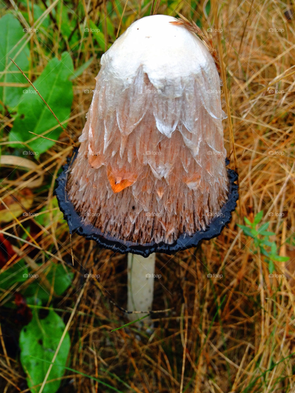 sweden macro close autumn by elluca