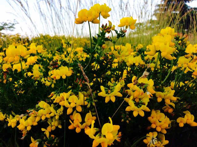 Wild flowers 