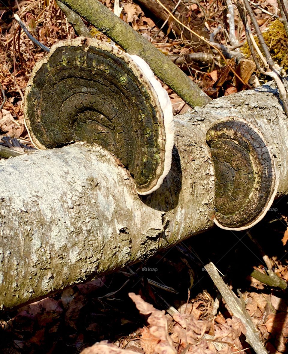Artist’s Bracket, a type of fungi