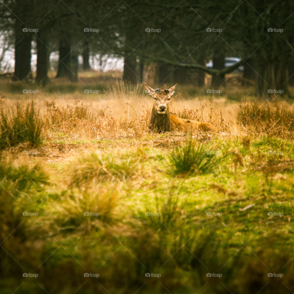 A beautiful deer in the park. Richmond park in London. Sweet animal portrait.