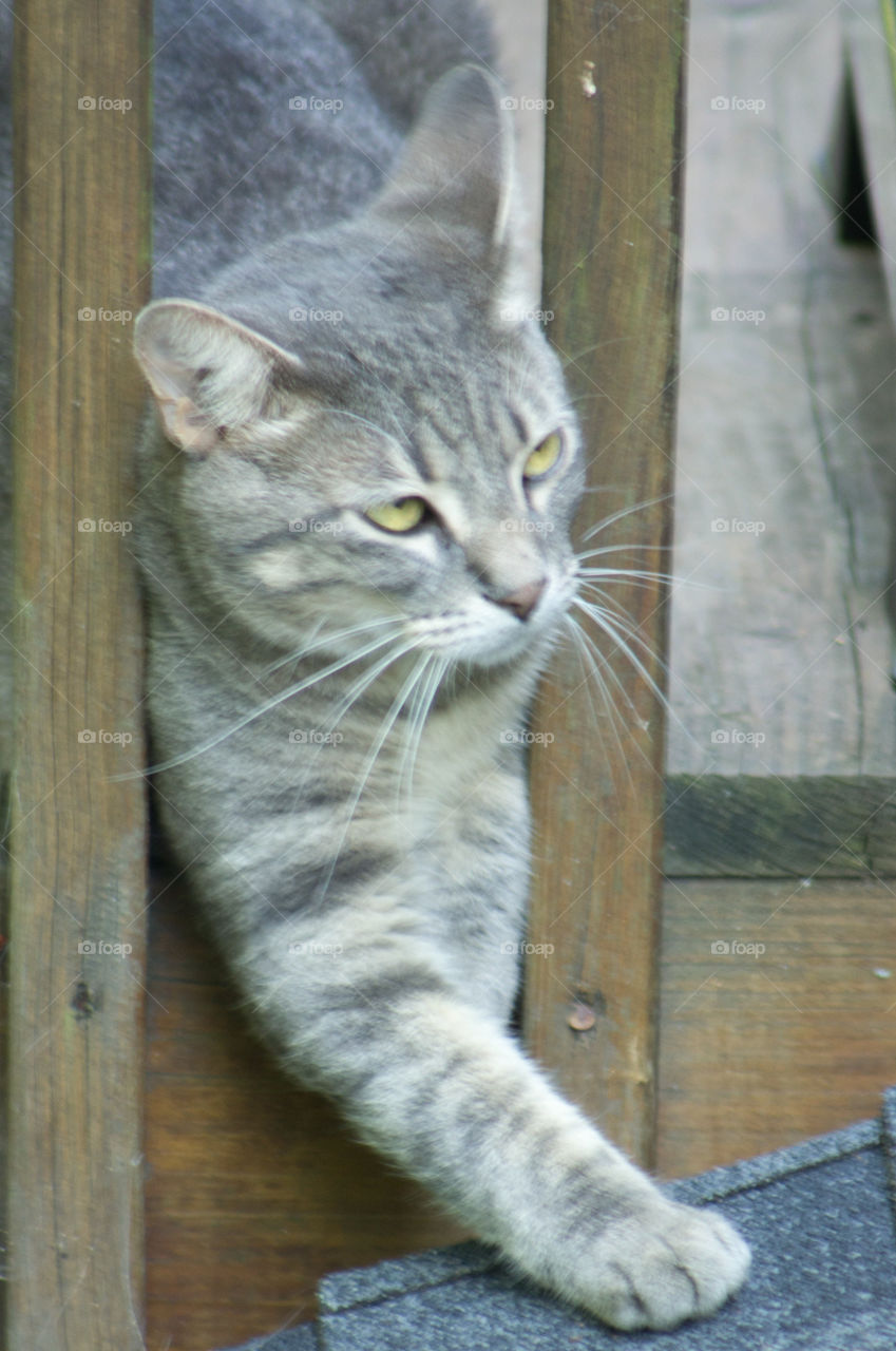 Grey cat with yellow eyes squeezing through slats in deck.
