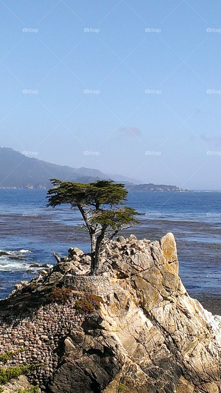 lonely cypress in pebble beach, California