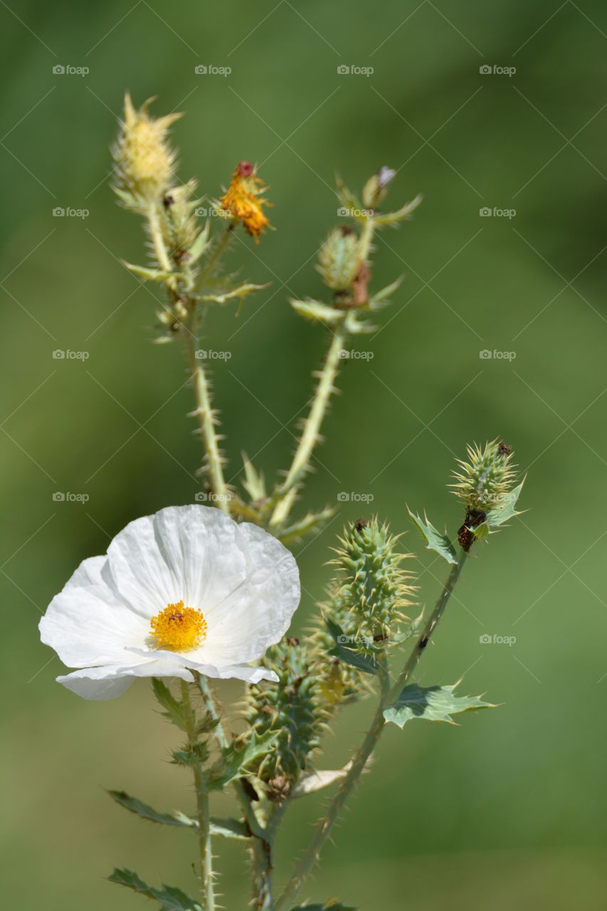 Prickly poppy 