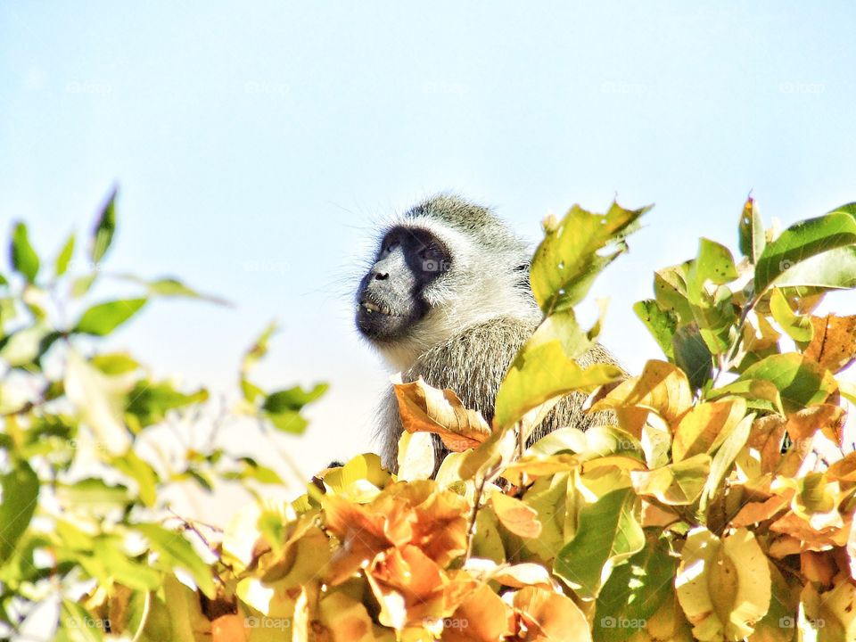 Monkey looking at the sky