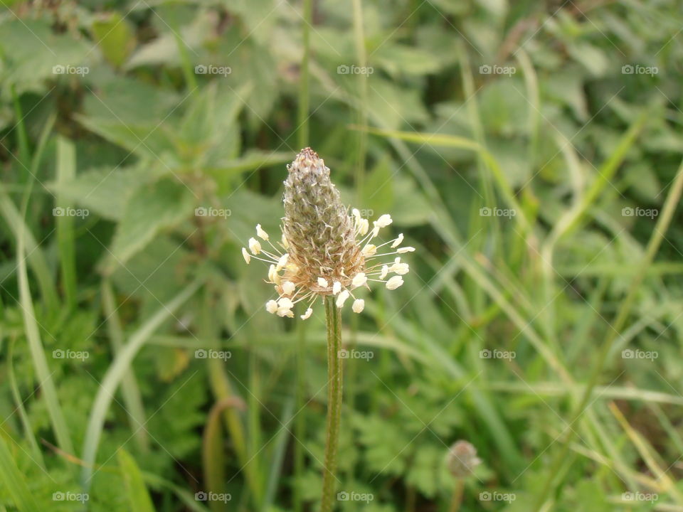 Ragwort