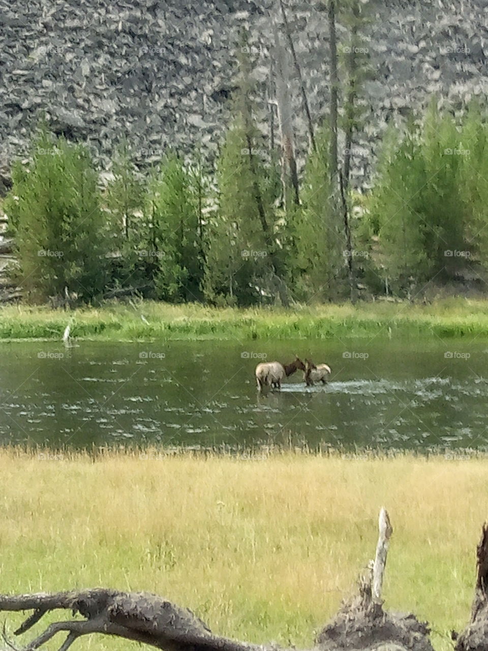 mother and baby Dee r. Yellowstone National Park