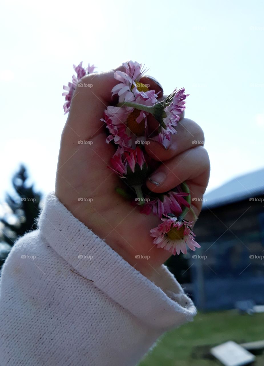 Toddler hand holding pink flowers