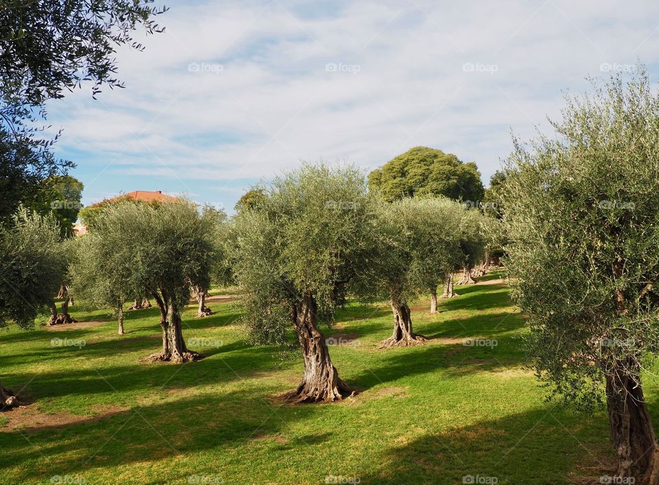 Olive trees in the park in Cimiez, Nice, France.