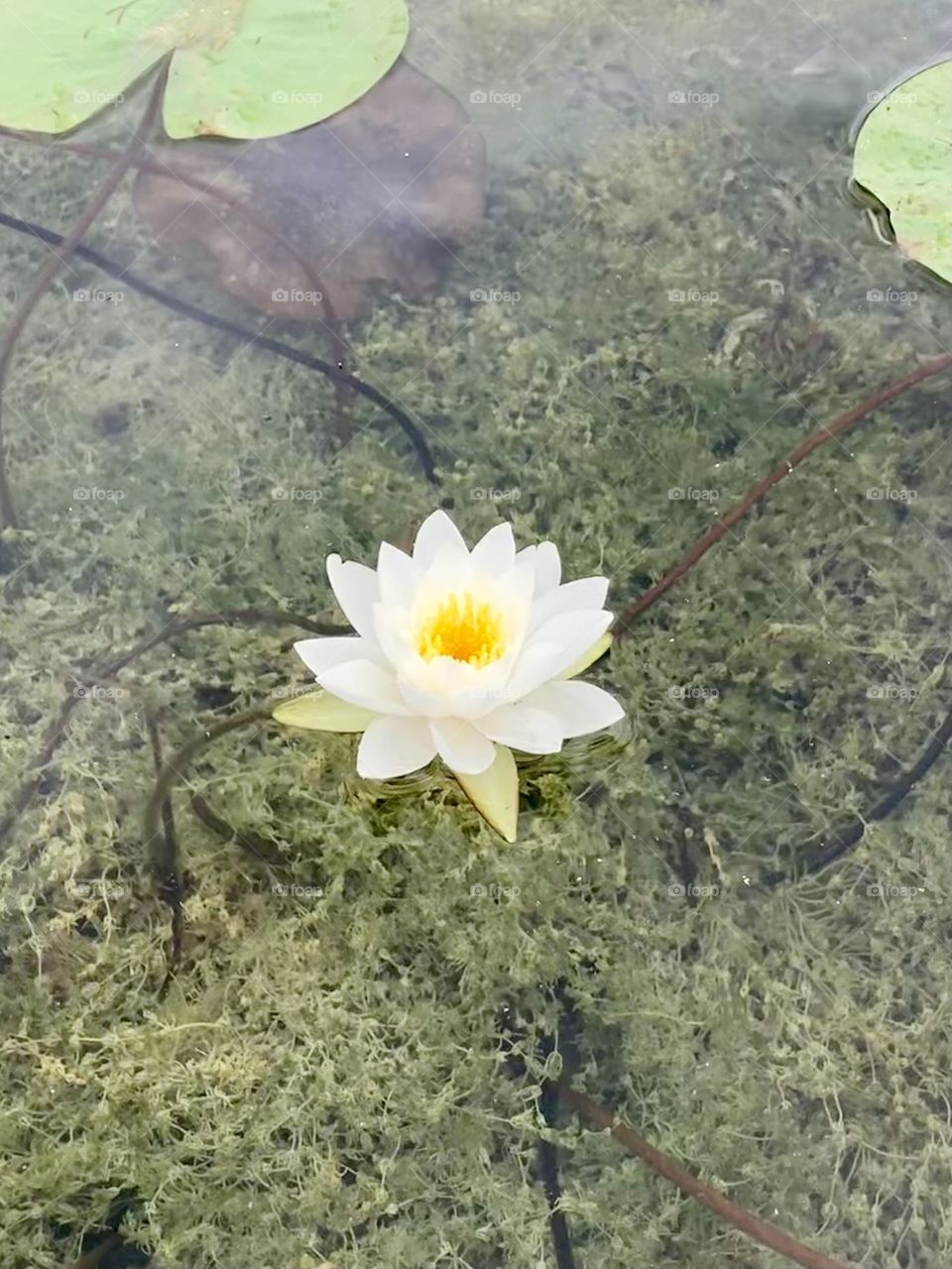 A floating water lily.