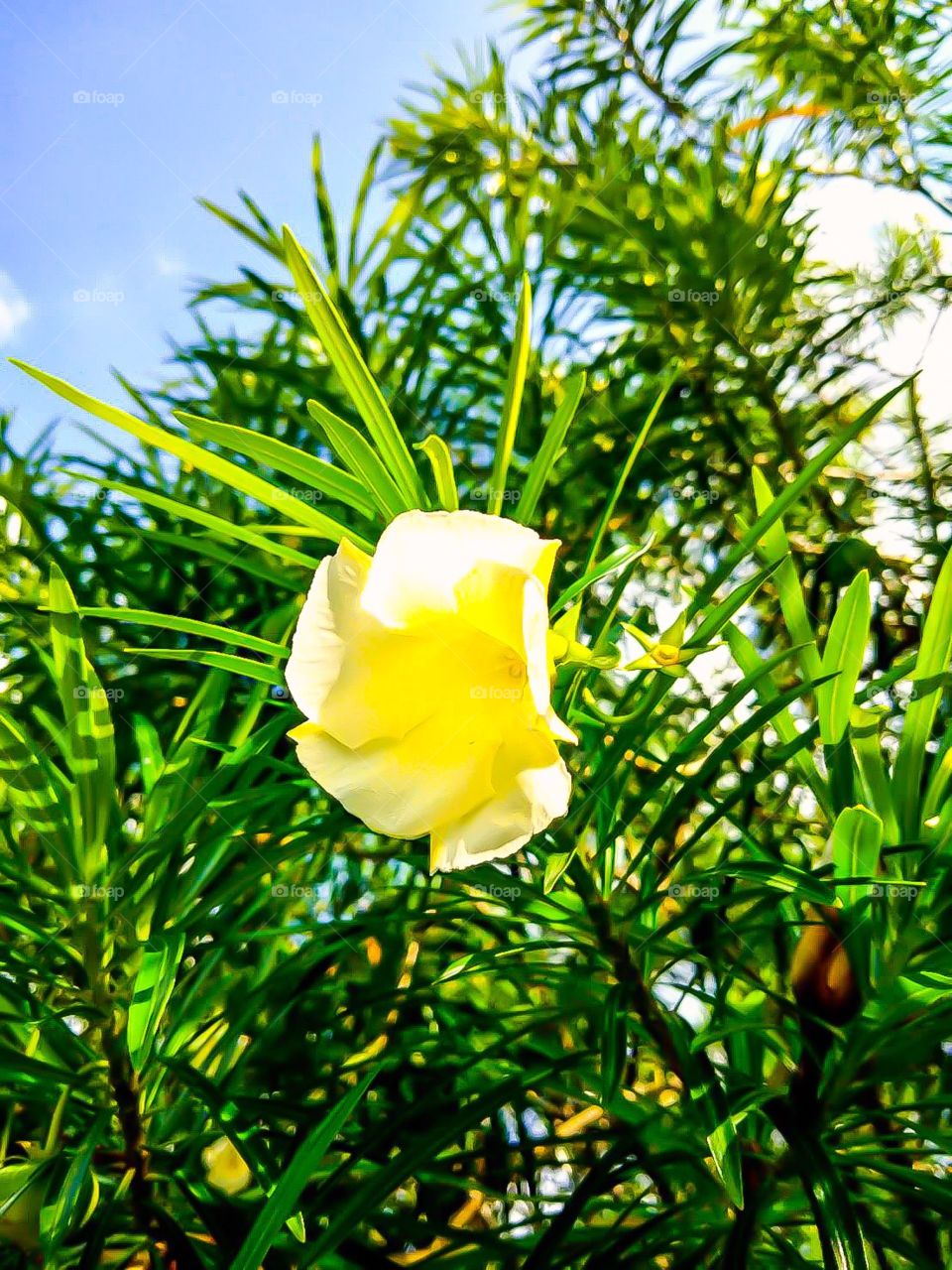 flower in the hot day.