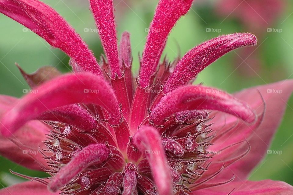 Bee Balm