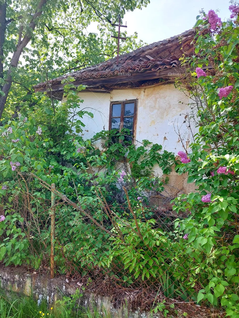 Plants