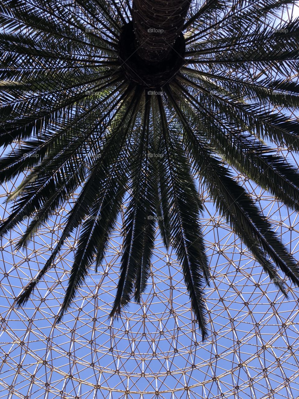Palm tree and glass geometric roof