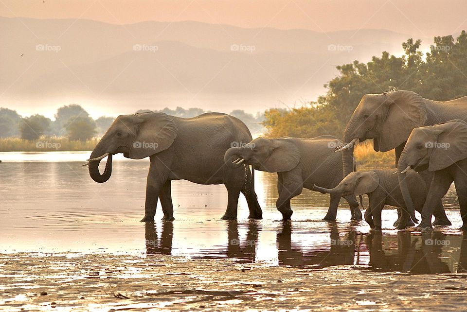 A herd of elephant crossing the shallow water at sunset 