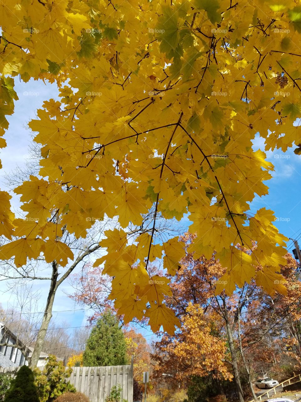 Yellow leaves on a tree