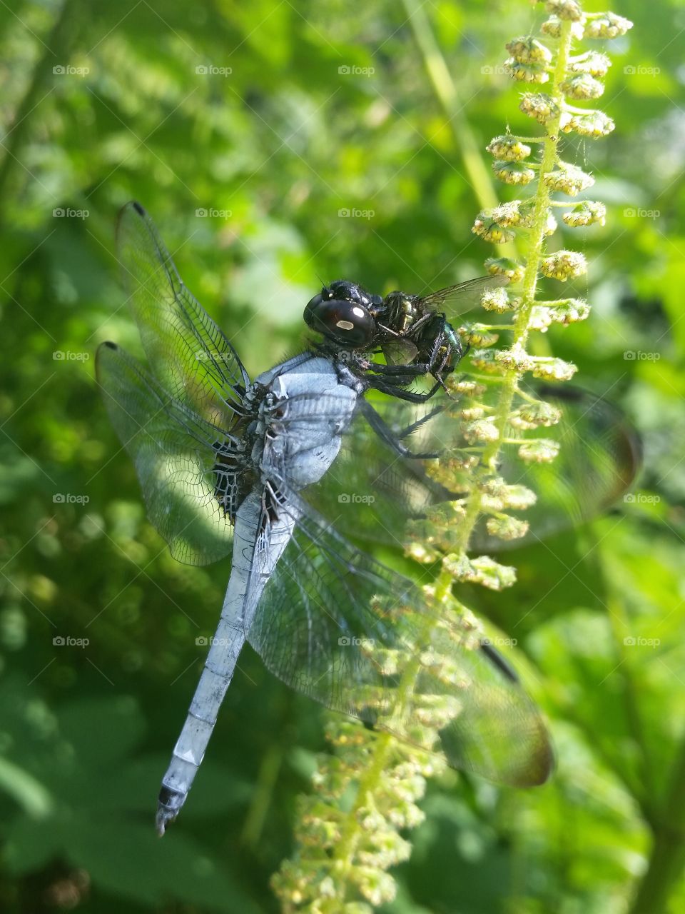 Dragonfly eating the fly!