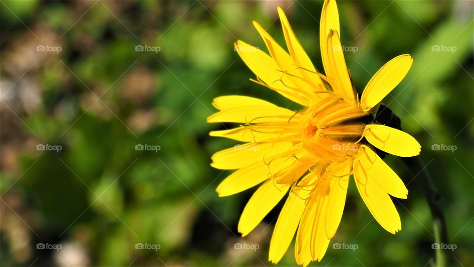 Yellow flower