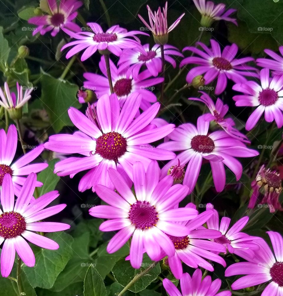 Beautiful Daisys