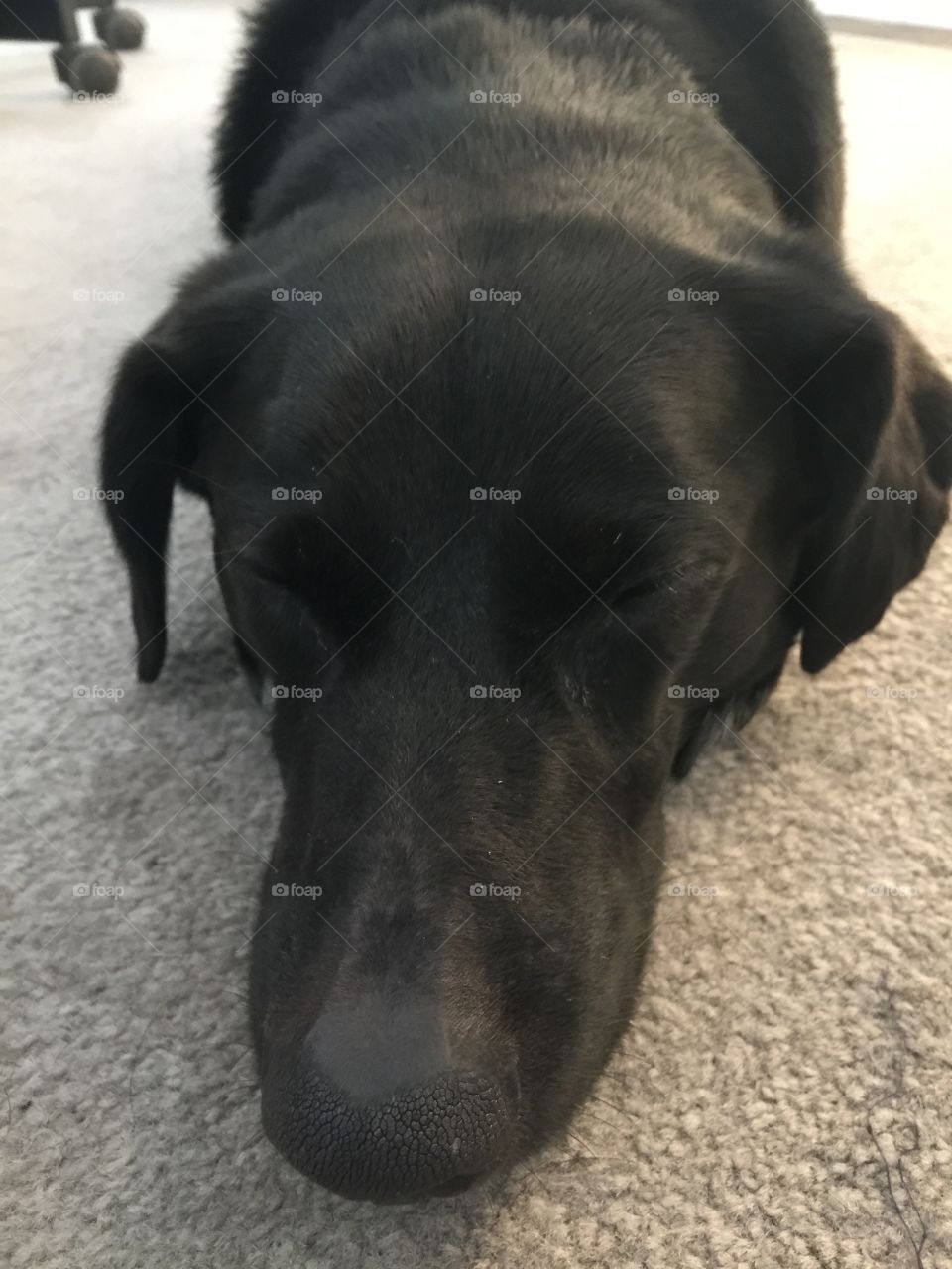 dog