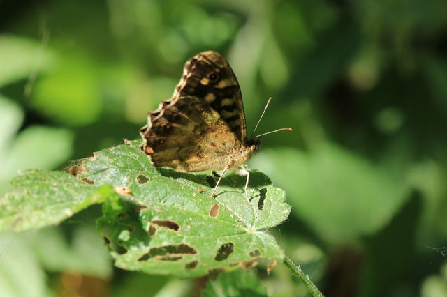 butterfly