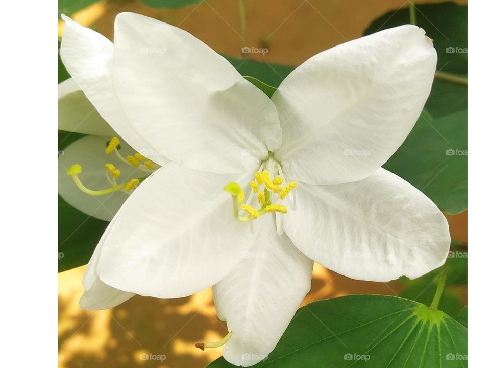 Bauhinia white Orchid flower