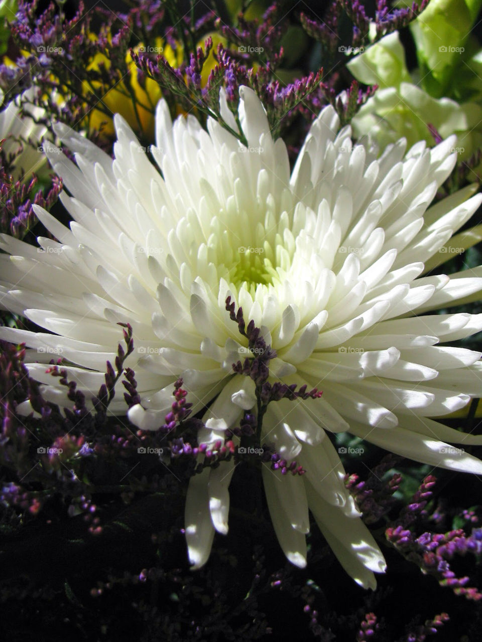 Sunshine on my flowers