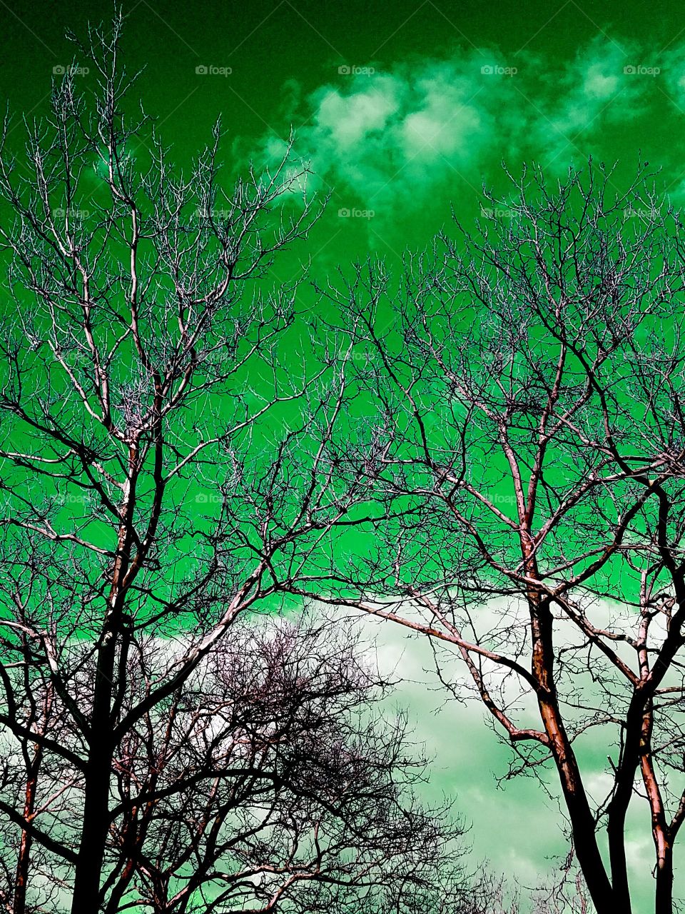 Trees under mostly clear skies in Bayside NY on a warm April evening