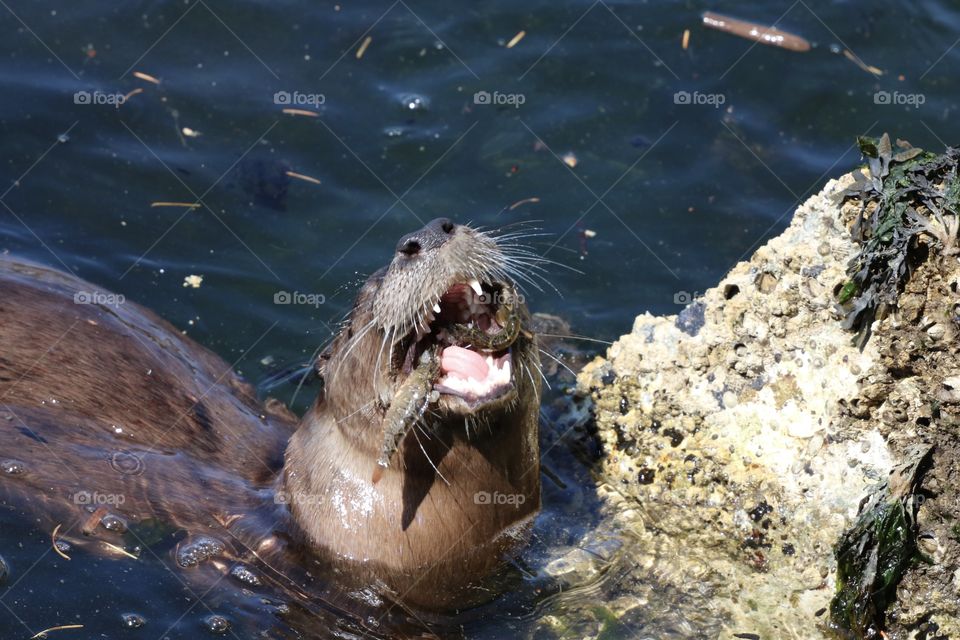Otter with mouth wide open showing a  fish that he had just caught by diving into the ocean .. bon apetit😉