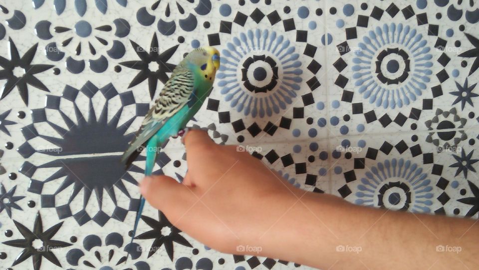 beautiful parrot bird  on my hand.