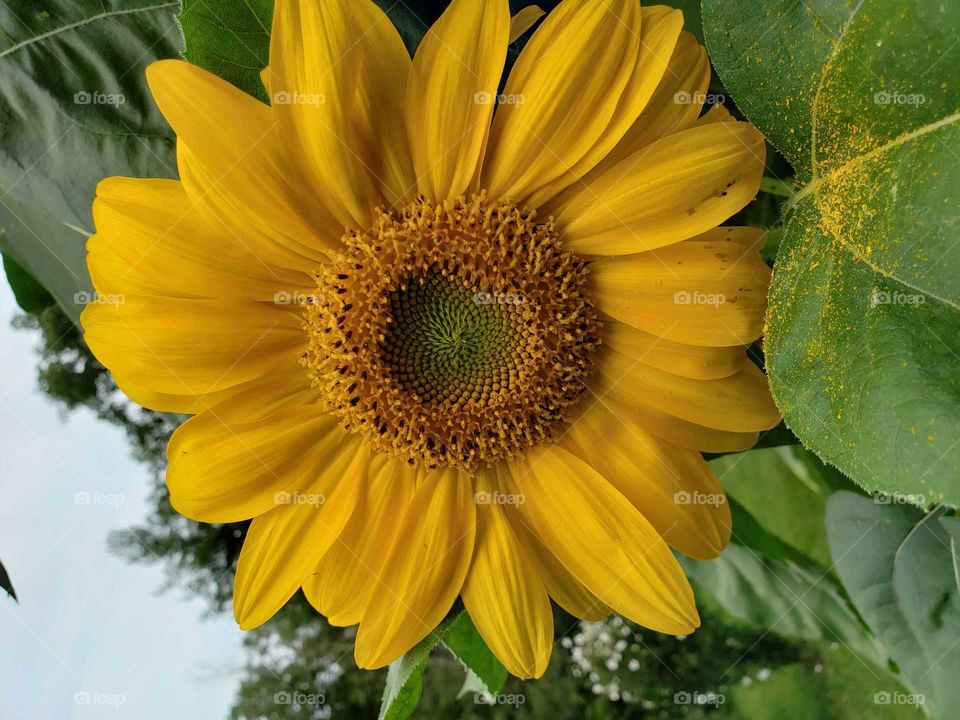 Brilliant yellow sunflowers