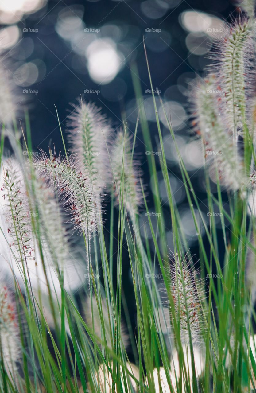 Dwarf fountain grass in the garden 