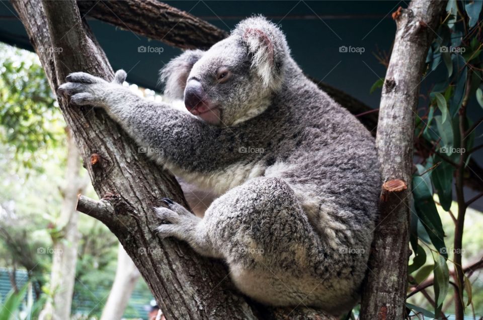 Sleepy koala perched on a eucalyptus tree